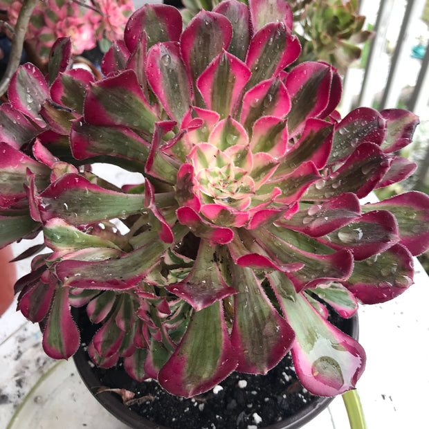 Variegated Rare succulents. Aeonium Large White Zwartkop cluster tree. Photos taken 10-15-23. Rare Aeonium