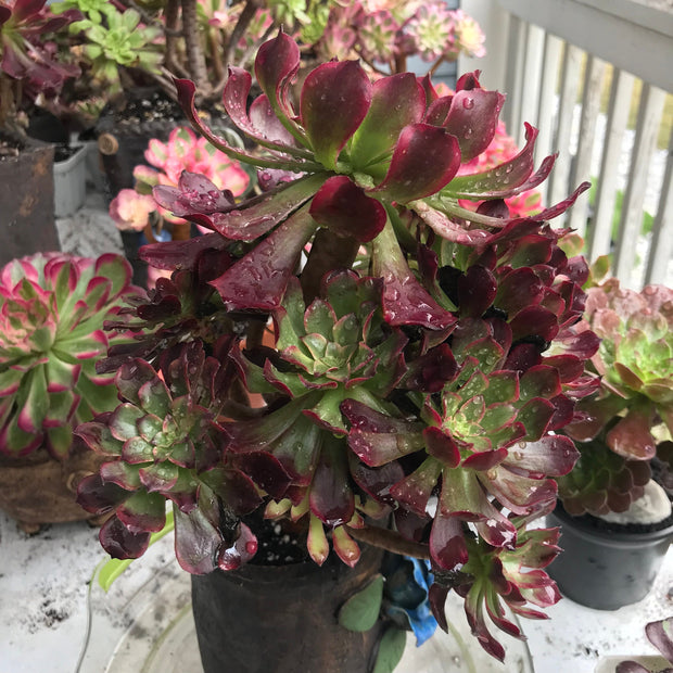 Aeonium Dark Princess cluster tree. Very rare. Photos taken 10-15-23. Rare Aeonium