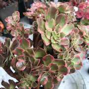 Aeonium Anna cluster tree. Rare find. Photos taken 10-15-23. Rare Aeonium