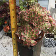 Aeonium Anna cluster tree. Rare find. Photos taken 10-15-23. Rare Aeonium
