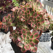 Aeonium Anna cluster tree. Rare find. Photos taken 10-15-23. Rare Aeonium