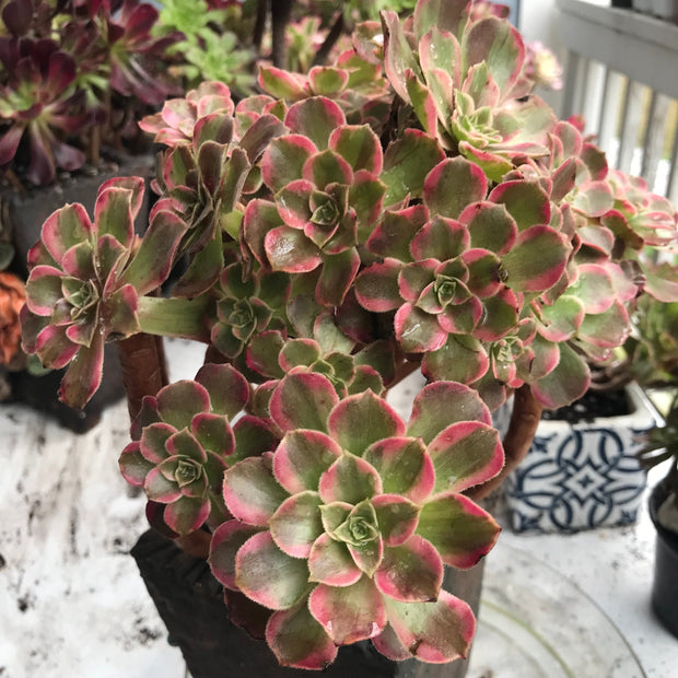 Aeonium Anna cluster tree. Rare find. Photos taken 10-15-23. Rare Aeonium