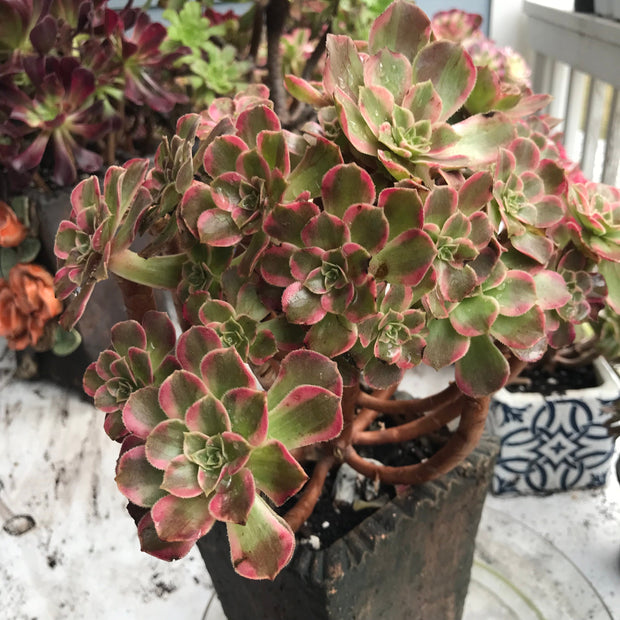 Aeonium Anna cluster tree. Rare find. Photos taken 10-15-23. Rare Aeonium