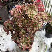Aeonium Anna cluster tree. Rare find. Photos taken 10-15-23. Rare Aeonium
