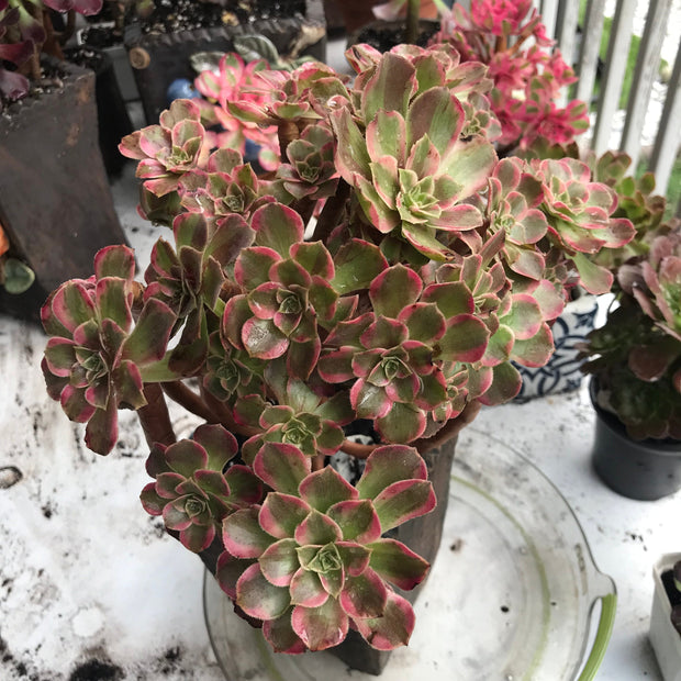 Aeonium Anna cluster tree. Rare find. Photos taken 10-15-23. Rare Aeonium