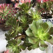 Aeonium Luoshen cluster. Photos taken 10-15-23. Rare Aeonium