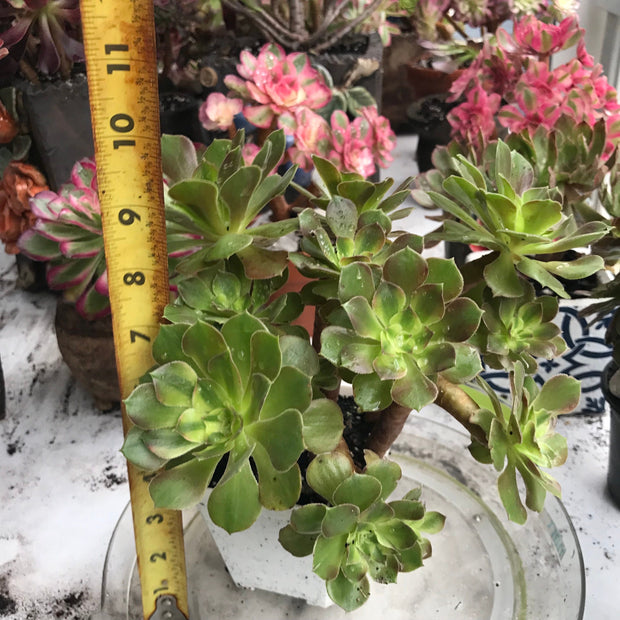 Aeonium Luoshen cluster. Photos taken 10-15-23. Rare Aeonium