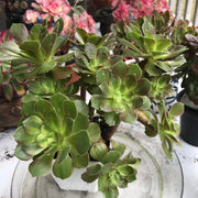 Aeonium Luoshen cluster. Photos taken 10-15-23. Rare Aeonium