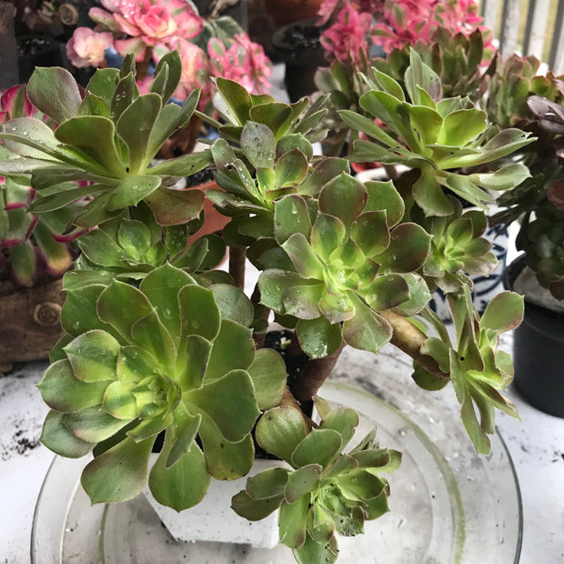 Variegated Rare succulents. Aeonium Luoshen cluster. Photos taken 10-15-23. Rare Aeonium