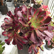 Aeonium Medusa huge cluster tree. Photos taken 10-15-23. Rare Aeonium