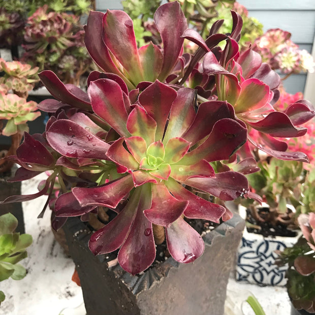 Aeonium Medusa huge cluster tree. Photos taken 10-15-23. Rare Aeonium