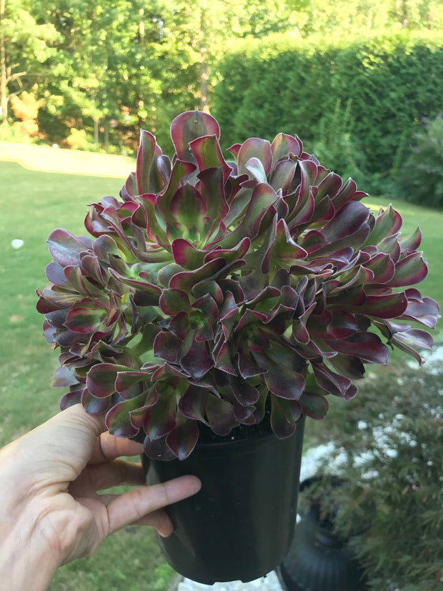 Aeonium Medusa huge cluster tree. Perfect bouquet shape cluster. Photos taken 10-2-23. Rare Aeonium