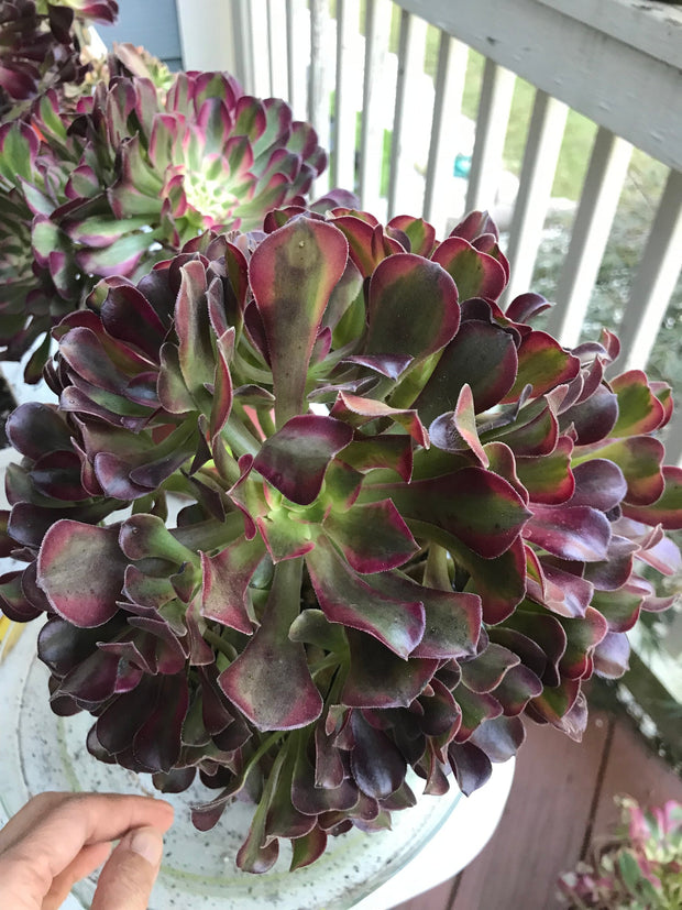 Aeonium Medusa huge cluster tree. Perfect bouquet shape cluster. Photos taken 10-2-23. Rare Aeonium