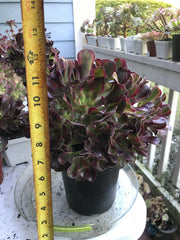 Aeonium Medusa huge cluster tree. Perfect bouquet shape cluster. Photos taken 10-2-23. Rare Aeonium