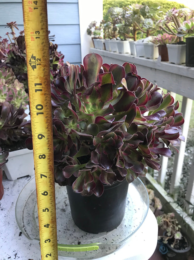 Aeonium Medusa huge cluster tree. Perfect bouquet shape cluster. Photos taken 10-2-23. Rare Aeonium