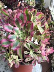 Aeonium Pink Witch  cluster tree. Photos taken 10-1-23. Rare Aeonium
