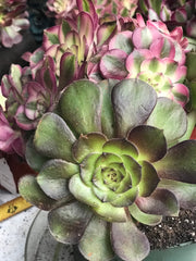 Aeonium Allure  cluster tree. Photos taken 10-1-23. Rare Aeonium
