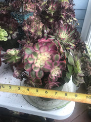 Aeonium Allure  cluster tree. Photos taken 10-1-23. Rare Aeonium