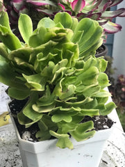 Aeonium Jasper cluster tree. New Variety. Photos taken 10-2-23. Rare Aeonium