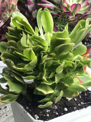 Aeonium Jasper cluster tree. New Variety. Photos taken 10-2-23. Rare Aeonium