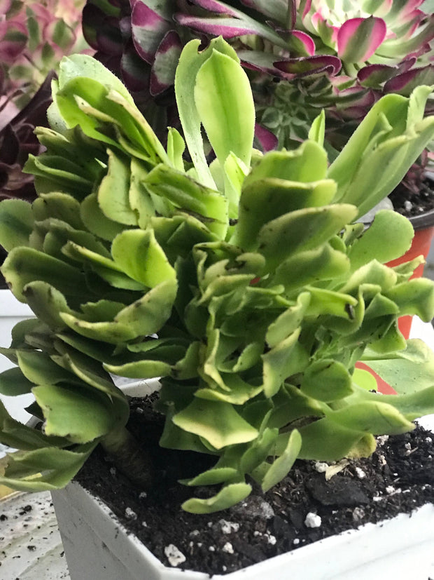 Aeonium Jasper cluster tree. New Variety. Photos taken 10-2-23. Rare Aeonium