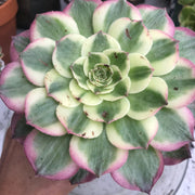 Variegated Rare succulents. Aeonium Neptune. New variety. Photos taken 10-16-23. Rare Aeonium