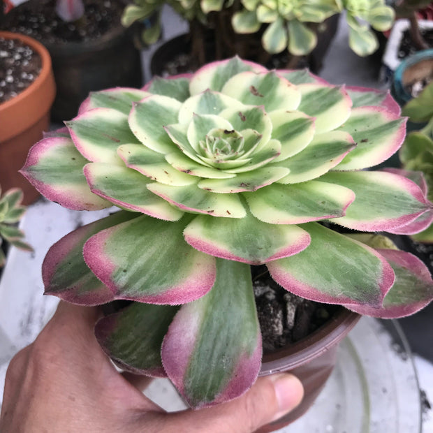 Variegated Rare succulents. Aeonium Neptune. New variety. Photos taken 10-16-23. Rare Aeonium