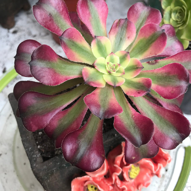 Variegated Rare succulents. Aeonium Hongyan.  Photos taken 10-16-23. Rare Aeonium