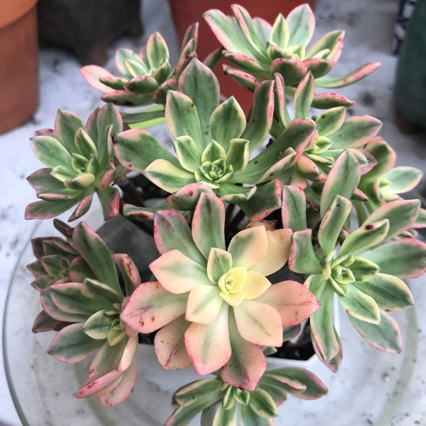 Variegated Rare succulents. Aeonium sweet tea cluster. Photos taken 10-16-23. Rare Aeonium