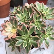 Variegated Rare succulents. Aeonium sweet tea cluster. Photos taken 10-16-23. Rare Aeonium