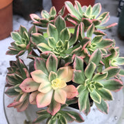 Variegated Rare succulents. Aeonium sweet tea cluster. Photos taken 10-16-23. Rare Aeonium