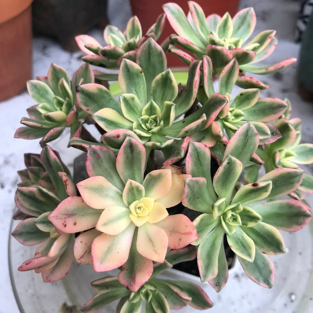 Variegated Rare succulents. Aeonium sweet tea cluster. Photos taken 10-16-23. Rare Aeonium