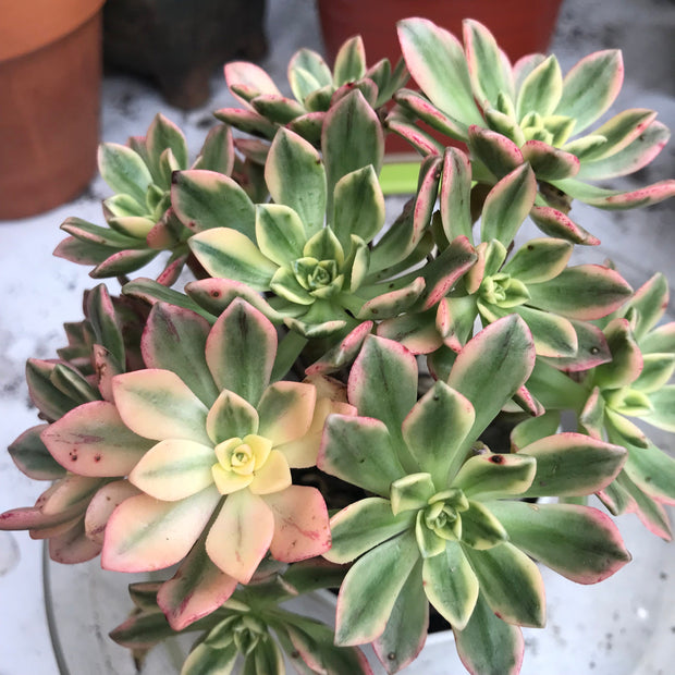 Variegated Rare succulents. Aeonium sweet tea cluster. Photos taken 10-16-23. Rare Aeonium