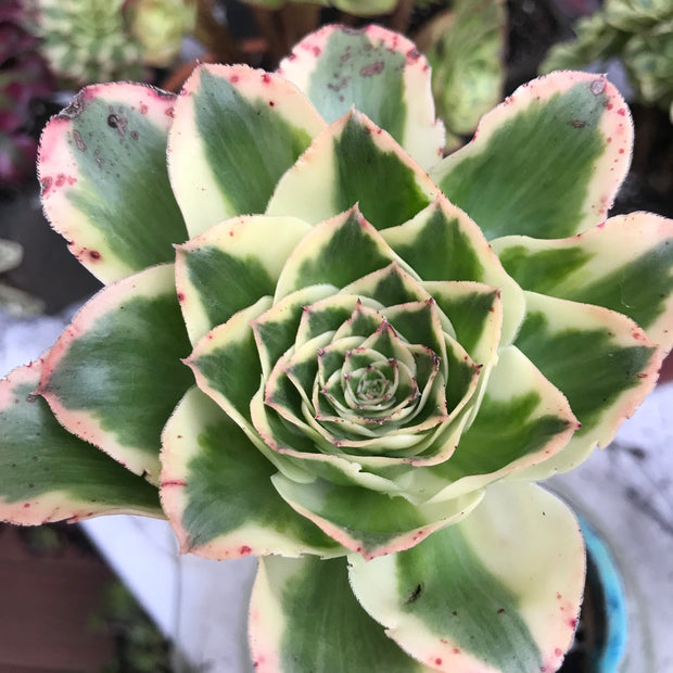 Variegated Rare succulents. Aeonium Zeus with thick mature stem.  Photos taken 10-16-23. Rare Aeonium