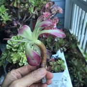 Variegated rare succulent. Aeonium Pink Witch cutting. Photos taken 10-17-23. Rare Aeonium