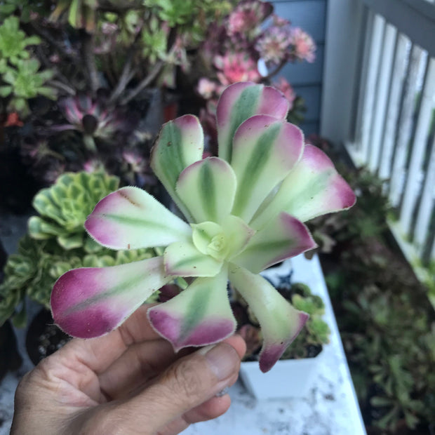 Variegated rare succulent. Aeonium Pink Witch cutting. Photos taken 10-17-23. Rare Aeonium