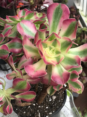 Aeonium medium pink witch cluster tree. Photos taken 10-2-23. Rare Aeonium