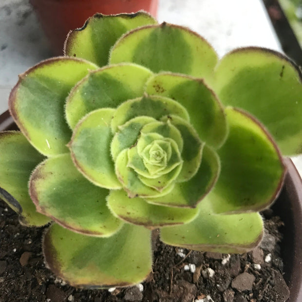 Aeonium Milky white cutting currently rooting. Photos taken 10-4-23. Rare Aeonium