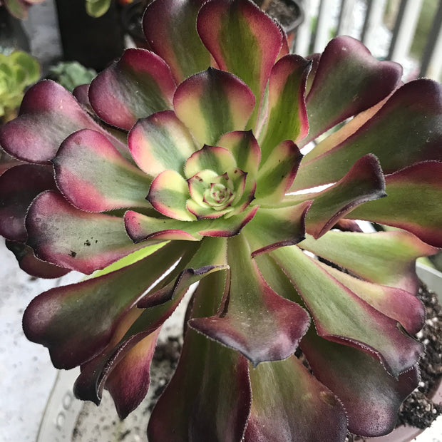 Aeonium Hongyan.  Photos taken 10-4-23. Rare Aeonium