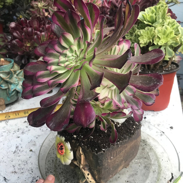 Aeonium Large White Copper Vase cluster tree. Photos taken 10-5-23. Rare Aeonium