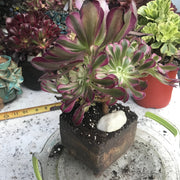 Aeonium Large White Copper Vase cluster tree. Photos taken 10-5-23. Rare Aeonium
