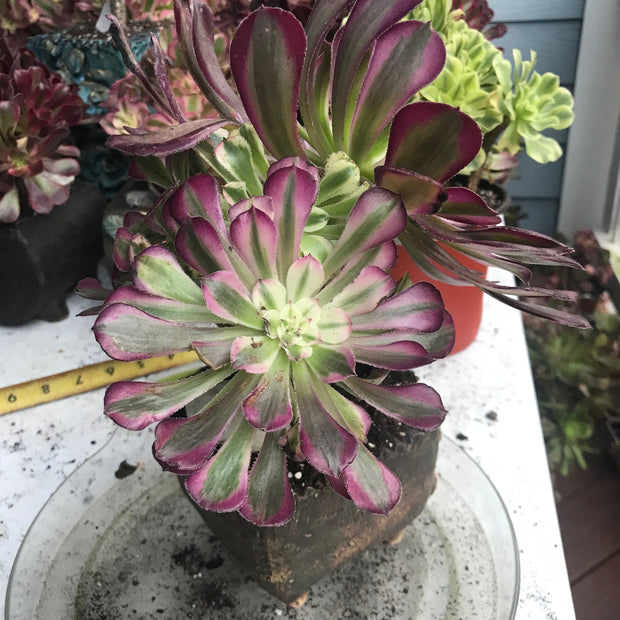 Aeonium Large White Copper Vase cluster tree. Photos taken 10-5-23. Rare Aeonium