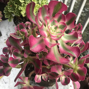Aeonium medium pink witch cluster tree. Photos taken 10-5-23. Rare Aeonium