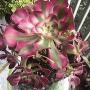 Aeonium medium pink witch cluster tree. Photos taken 10-5-23. Rare Aeonium