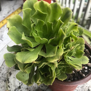 Aeonium Jasper cluster tree. New Variety. Photos taken 10-5-23. Rare Aeonium