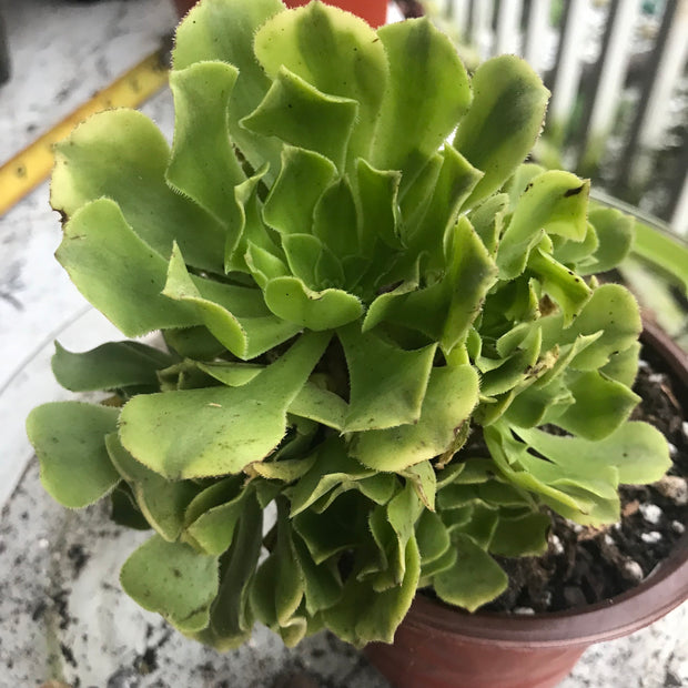 Aeonium Jasper cluster tree. New Variety. Photos taken 10-5-23. Rare Aeonium
