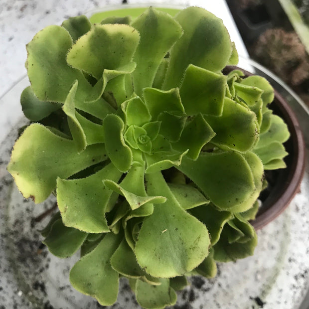 Aeonium Jasper cluster tree. New Variety. Photos taken 10-5-23. Rare Aeonium