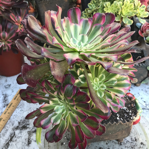 Variegated rare succulent. Aeonium White Zwartkop cluster tree. Photos taken 10-19-23. Rare Aeonium