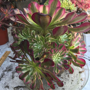 Variegated rare succulent. Aeonium White Zwartkop cluster tree. Photos taken 10-19-23. Rare Aeonium
