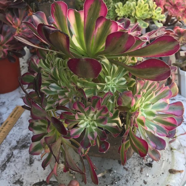 Variegated rare succulent. Aeonium White Zwartkop cluster tree. Photos taken 10-19-23. Rare Aeonium